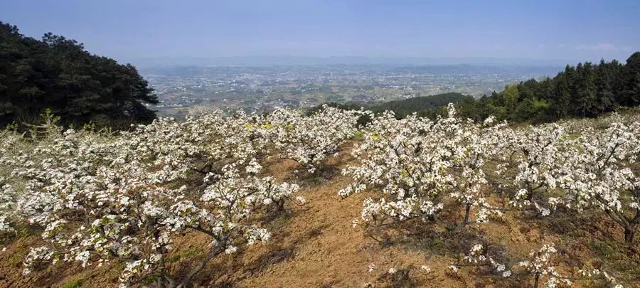 大梁子村梨园赏花 周江陵 摄